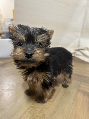 和歌山県のヨークシャーテリア (ペットアミ 和歌山インター店/2026年2月6日生まれ/男の子/スチールブルータン)の子犬の3枚目の画像