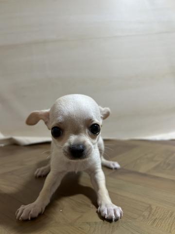 2026年2月7日生まれのチワワ(スムース)