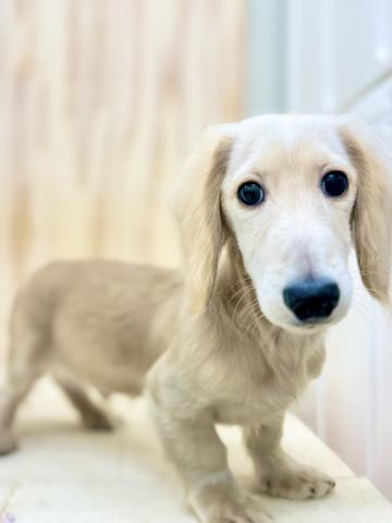 新潟県のミニチュアダックスフンド(ロング) (ペットアミ 柏崎店/2025年10月18日生まれ/男の子/イエロー)の子犬の2枚目の画像