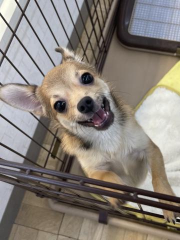 新潟県のポメチワ/チワポメ/ポメチー(ポメラニアン×チワワ) (ペットアミ 十日町店/2025年8月31日生まれ/男の子/フォーン)の子犬