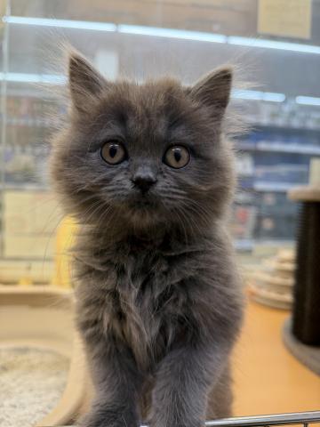 ブリティッシロングヘアー