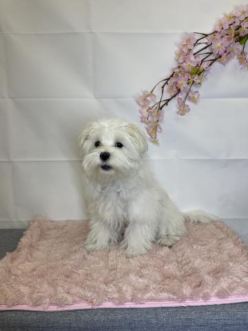 新潟県のマルチーズ (ペットアミ 十日町店/2025年11月14日生まれ/男の子/ホワイト)の子犬の1枚目の画像