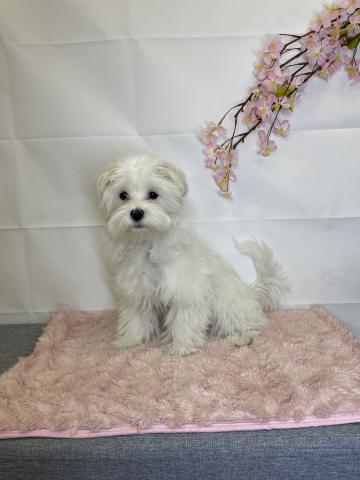 新潟県のマルチーズ (ペットアミ 十日町店/2025年11月14日生まれ/男の子/ホワイト)の子犬の2枚目の画像