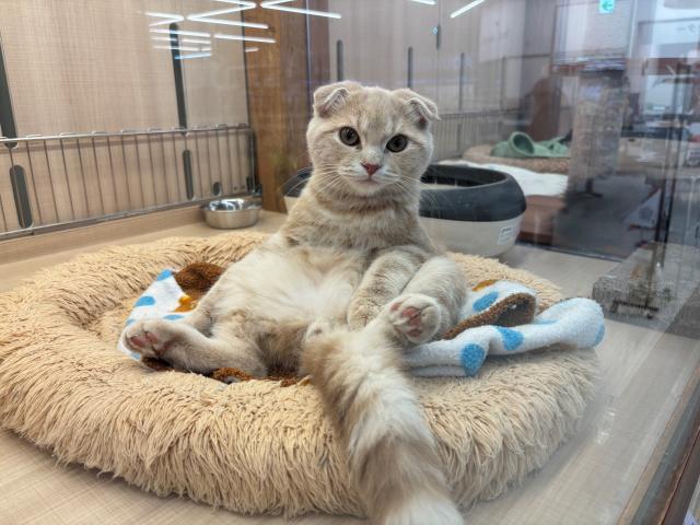 埼玉県のスコティッシュフォールド (ペッツワン 草加松原団地店/2025年11月15日生まれ/男の子/クリームタビー)の子猫