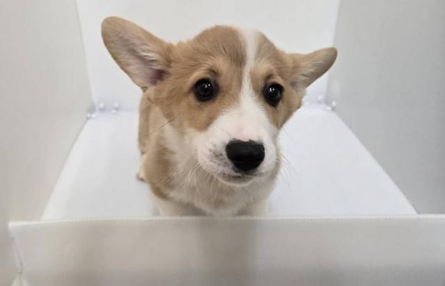 ウェルシュコーギーペンブローク