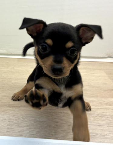 石川県のチワピン(チワワ×ミニチュアピンシャー) (ペットアミ 津幡店/2026年1月23日生まれ/女の子/ブラックタン)の子犬の1枚目の画像