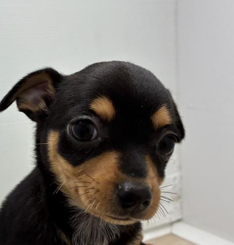 石川県のチワピン(チワワ×ミニチュアピンシャー) (ペットアミ 津幡店/2026年1月23日生まれ/女の子/ブラックタン)の子犬の2枚目の画像