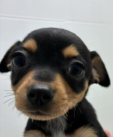 石川県のチワピン(チワワ×ミニチュアピンシャー) (ペットアミ 津幡店/2026年1月23日生まれ/女の子/ブラックタン)の子犬の3枚目の画像