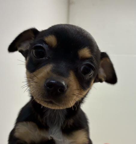 石川県のチワピン(チワワ×ミニチュアピンシャー) (ペットアミ 津幡店/2026年1月23日生まれ/女の子/ブラックタン)の子犬の4枚目の画像