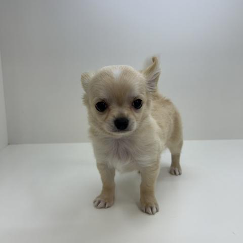 チワワ（ロングコート）