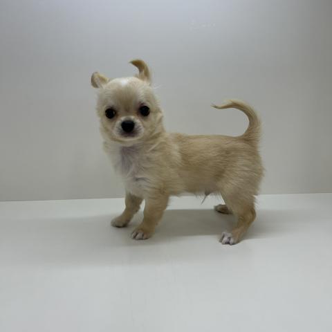 チワワ（ロングコート）