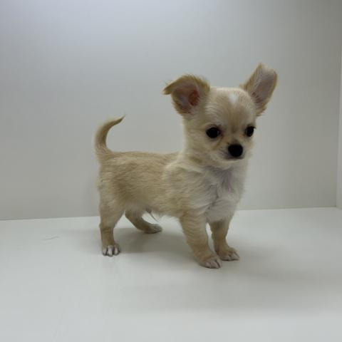 チワワ（ロングコート）