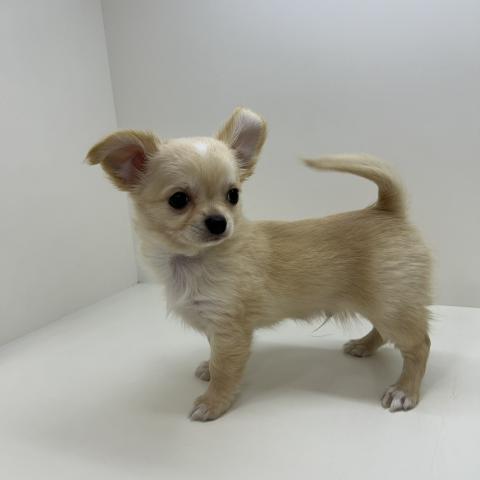 チワワ（ロングコート）