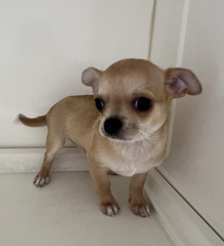 チワワ（スムースコート）