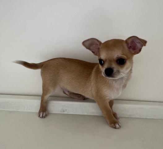 チワワ（スムースコート）