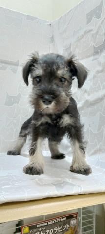 ミニチュアシュナウザー