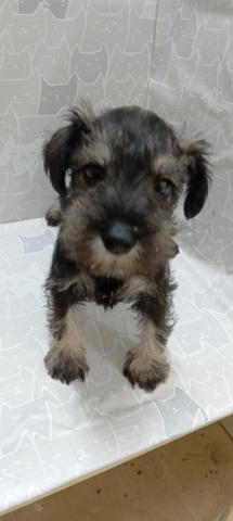 ミニチュアシュナウザー