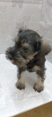 ミニチュアシュナウザー