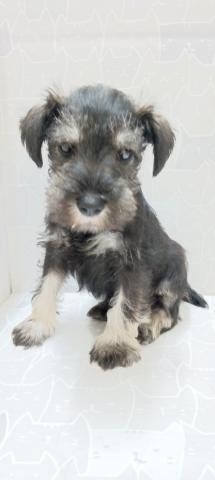 ミニチュアシュナウザー