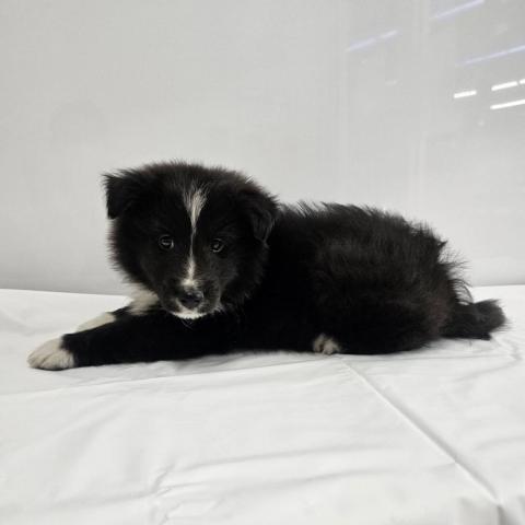 大阪府のシェットランドシープドッグ (NICO PET Select 和泉中央店/2026年1月11日生まれ/男の子/ブラックホワイト)の子犬の3枚目の画像