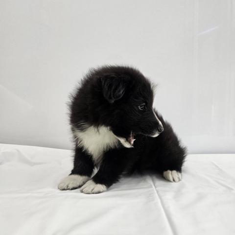 大阪府のシェットランドシープドッグ (NICO PET Select 和泉中央店/2026年1月11日生まれ/男の子/ブラックホワイト)の子犬の4枚目の画像