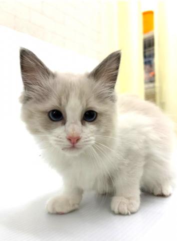 秋田県のラグドール (ペットアミ 秋田卸町店/2026年1月3日生まれ/女の子/ブルーポイントバイカラー)の子猫