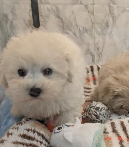埼玉県のマルプー(マルチーズ×プードル) (NICO PET 三郷店/2026年1月28日生まれ/女の子/ホワイト)の子犬の3枚目の画像
