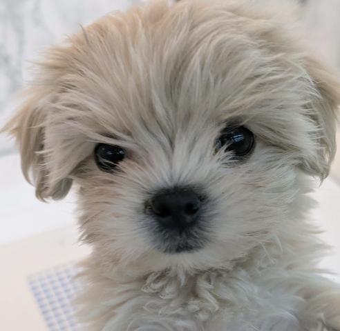 埼玉県のマルプー(マルチーズ×プードル) (NICO PET 三郷店/2026年1月30日生まれ/女の子/アプリコットホワイト)の子犬の1枚目の画像