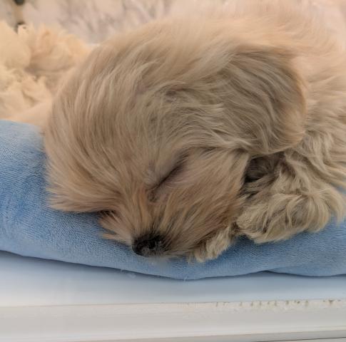 埼玉県のマルプー(マルチーズ×プードル) (NICO PET 三郷店/2026年1月30日生まれ/女の子/アプリコットホワイト)の子犬の2枚目の画像