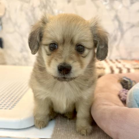 埼玉県のMIXポメラニアン×ミニュチュアダックス (NICO PET 三郷店/2026年1月23日生まれ/女の子/クリーム)の子犬の1枚目の画像