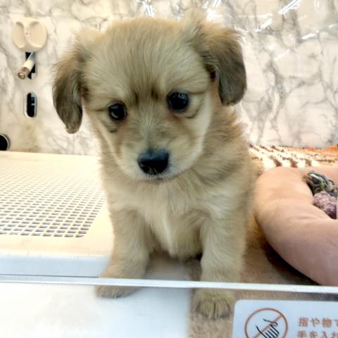 埼玉県のMIXポメラニアン×ミニュチュアダックス (NICO PET 三郷店/2026年1月23日生まれ/女の子/クリーム)の子犬の3枚目の画像