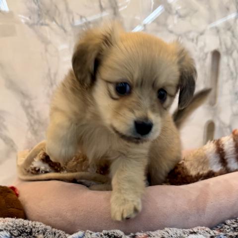 埼玉県のMIXポメラニアン×ミニュチュアダックス (NICO PET 三郷店/2026年1月23日生まれ/女の子/クリーム)の子犬の4枚目の画像