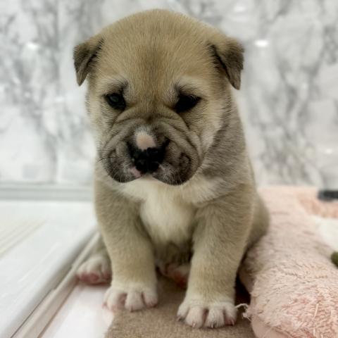 埼玉県のシャーペイ×シベリアンハスキー (NICO PET 三郷店/2026年1月23日生まれ/男の子/フォーン)の子犬の1枚目の画像