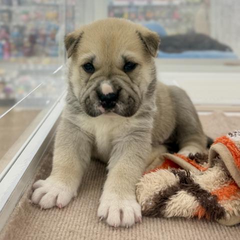 埼玉県のシャーペイ×シベリアンハスキー (NICO PET 三郷店/2026年1月23日生まれ/男の子/フォーン)の子犬の2枚目の画像