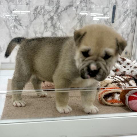 埼玉県のシャーペイ×シベリアンハスキー (NICO PET 三郷店/2026年1月23日生まれ/男の子/フォーン)の子犬の3枚目の画像