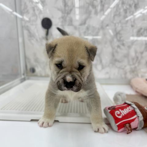 埼玉県のシャーペイ×シベリアンハスキー (NICO PET 三郷店/2026年1月23日生まれ/男の子/フォーン)の子犬の4枚目の画像