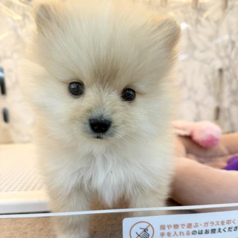 埼玉県のポメラニアン (NICO PET 三郷店/2026年1月5日生まれ/男の子/クリーム)の子犬の1枚目の画像