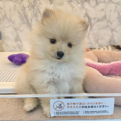 埼玉県のポメラニアン (NICO PET 三郷店/2026年1月5日生まれ/男の子/クリーム)の子犬の2枚目の画像