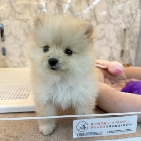 埼玉県のポメラニアン (NICO PET 三郷店/2026年1月5日生まれ/男の子/クリーム)の子犬の3枚目の画像