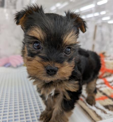 埼玉県のヨークシャーテリア (NICO PET 三郷店/2026年1月18日生まれ/男の子/スチールブルータン)の子犬の1枚目の画像