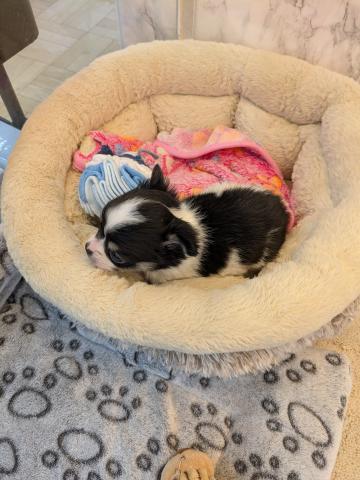 埼玉県のチワワ(ロング) (NICO PET 三郷店/2026年1月17日生まれ/男の子/ブラックホワイト)の子犬の2枚目の画像