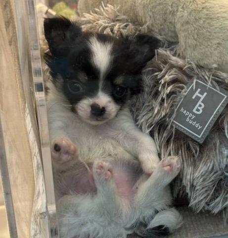 埼玉県のチワワ(ロング) (NICO PET 三郷店/2026年1月17日生まれ/男の子/ブラックホワイト)の子犬の3枚目の画像