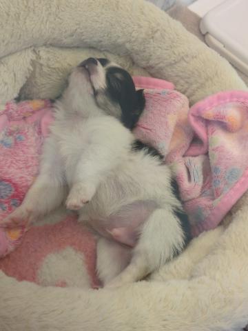 埼玉県のチワワ(ロング) (NICO PET 三郷店/2026年1月17日生まれ/男の子/ブラックホワイト)の子犬の4枚目の画像