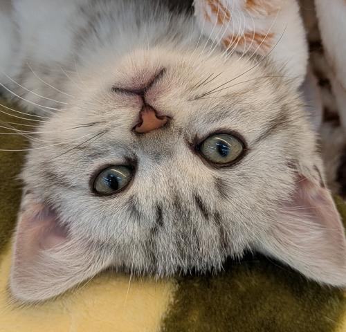 埼玉県のアメリカンショートヘアー (NICO PET 三郷店/2026年1月1日生まれ/男の子/シルバータビー)の子猫の2枚目の画像