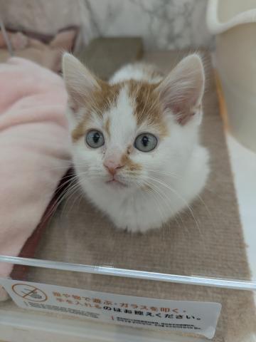 埼玉県のマンチカン (NICO PET 三郷店/2025年10月30日生まれ/男の子/レッドタビーホワイト)の子猫の1枚目の画像