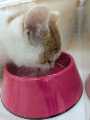 埼玉県のマンチカン (NICO PET 三郷店/2025年10月30日生まれ/男の子/レッドタビーホワイト)の子猫の3枚目の画像