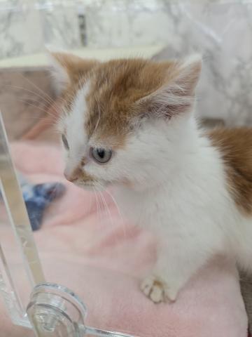 埼玉県のマンチカン (NICO PET 三郷店/2025年10月30日生まれ/男の子/レッドタビーホワイト)の子猫の4枚目の画像