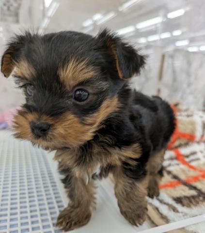 埼玉県のヨークシャーテリア (NICO PET 三郷店/2026年1月18日生まれ/男の子/スチールブルータン)の子犬の2枚目の画像