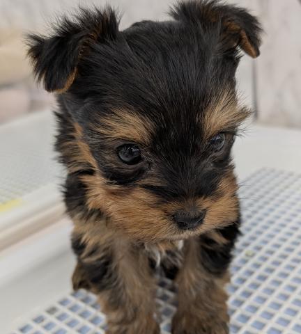 埼玉県のヨークシャーテリア (NICO PET 三郷店/2026年1月18日生まれ/男の子/スチールブルータン)の子犬の3枚目の画像