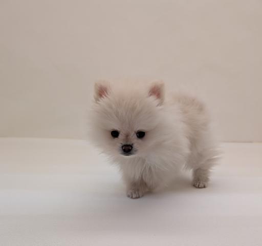 三重県のポメラニアン (ペットアミ 名張店/2026年1月9日生まれ/男の子/クリーム)の子犬の1枚目の画像